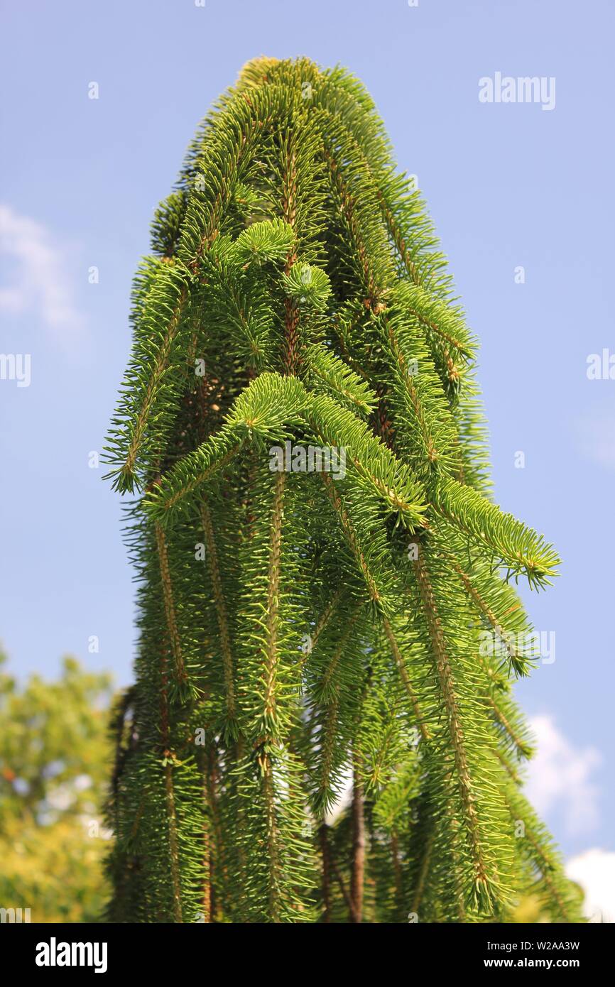 Inversa Norway Spruce, Picea abies 'Inversa' Stock Photo
