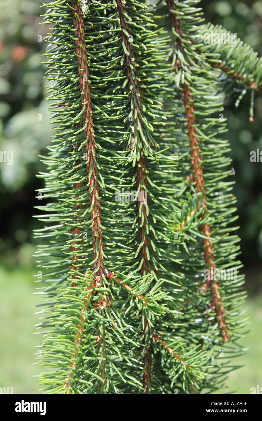 Inversa Norway Spruce, Picea abies 'Inversa' Stock Photo