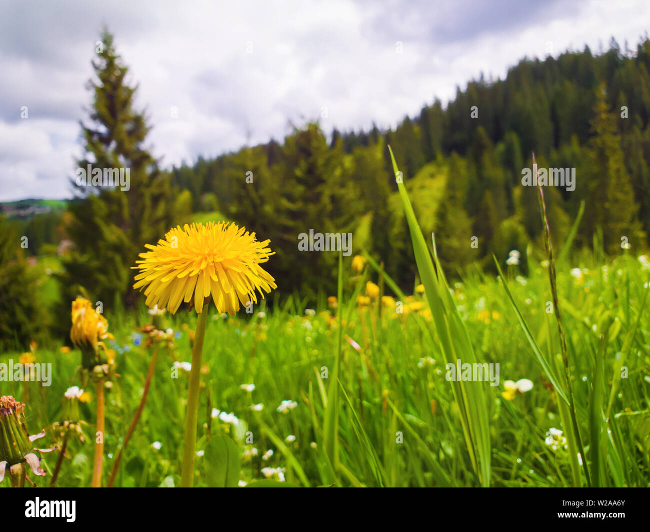 Wonderful spring landscape flowering meadows hi-res stock photography ...