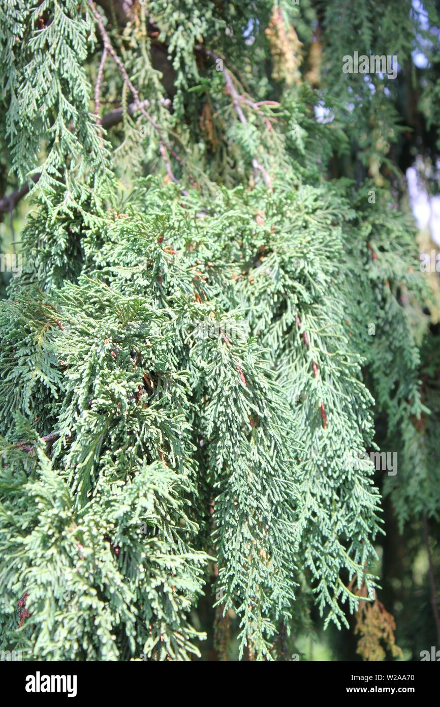 Weeping Alaskan cedar,  Nootka cypress, Alaska cypress, Nootka cedar, Alaska yellow cedar, yellow cypress, yellow cedar, Nootka false cypress, spruce. Stock Photo