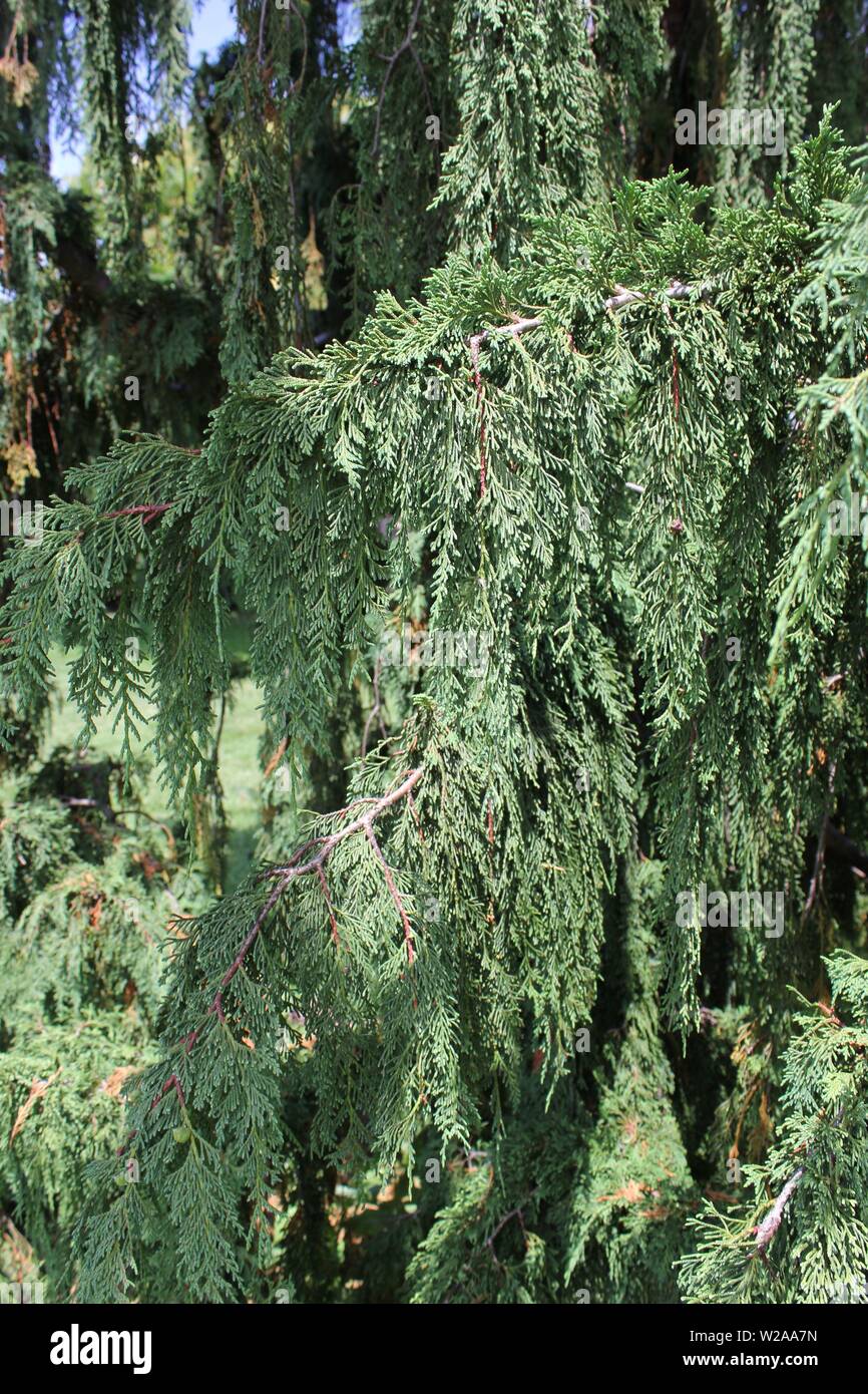 Weeping Alaskan cedar,  Nootka cypress, Alaska cypress, Nootka cedar, Alaska yellow cedar, yellow cypress, yellow cedar, Nootka false cypress, spruce. Stock Photo