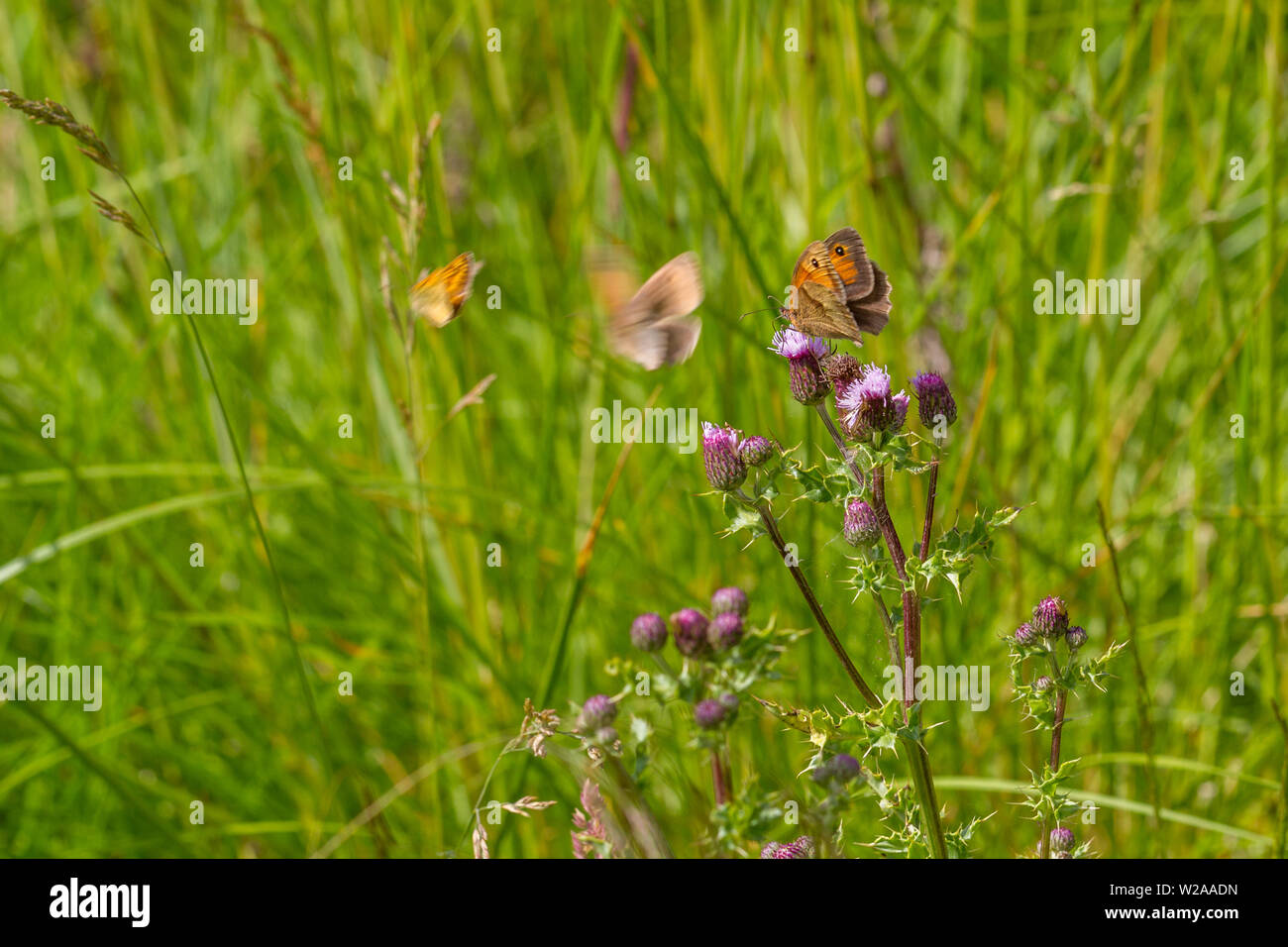 UK wildlife: Multiple butterflies (skipper and meadow browns) on thistle flowers in the countryside. Stock Photo