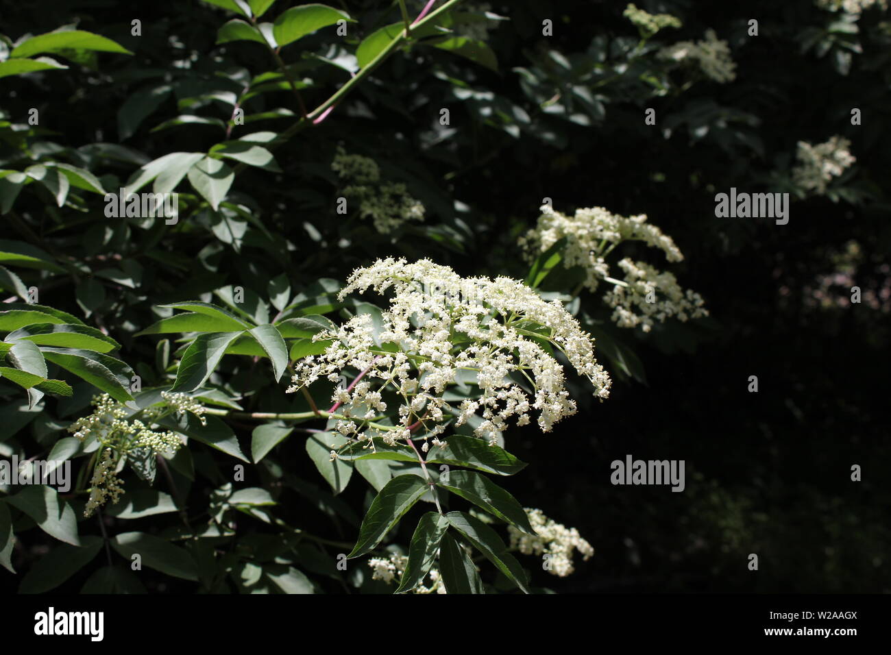 Beautiful small white yarrow blossoms, Achillea millefolium, common yarrow, plumajillo, herbal militaris Stock Photo