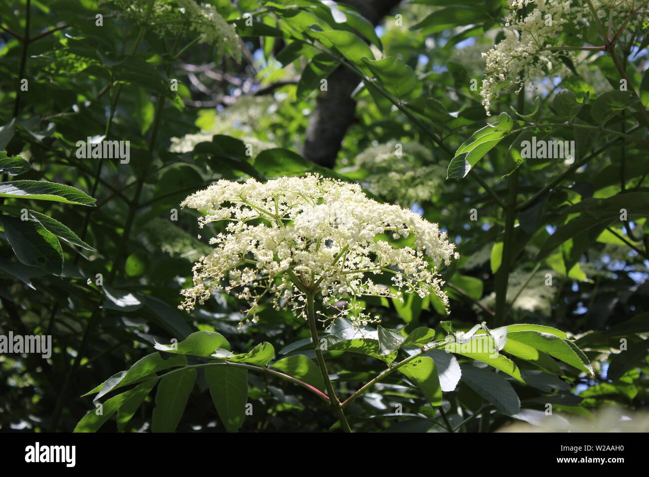 Beautiful small white yarrow blossoms, Achillea millefolium, common yarrow, plumajillo, herbal militaris Stock Photo