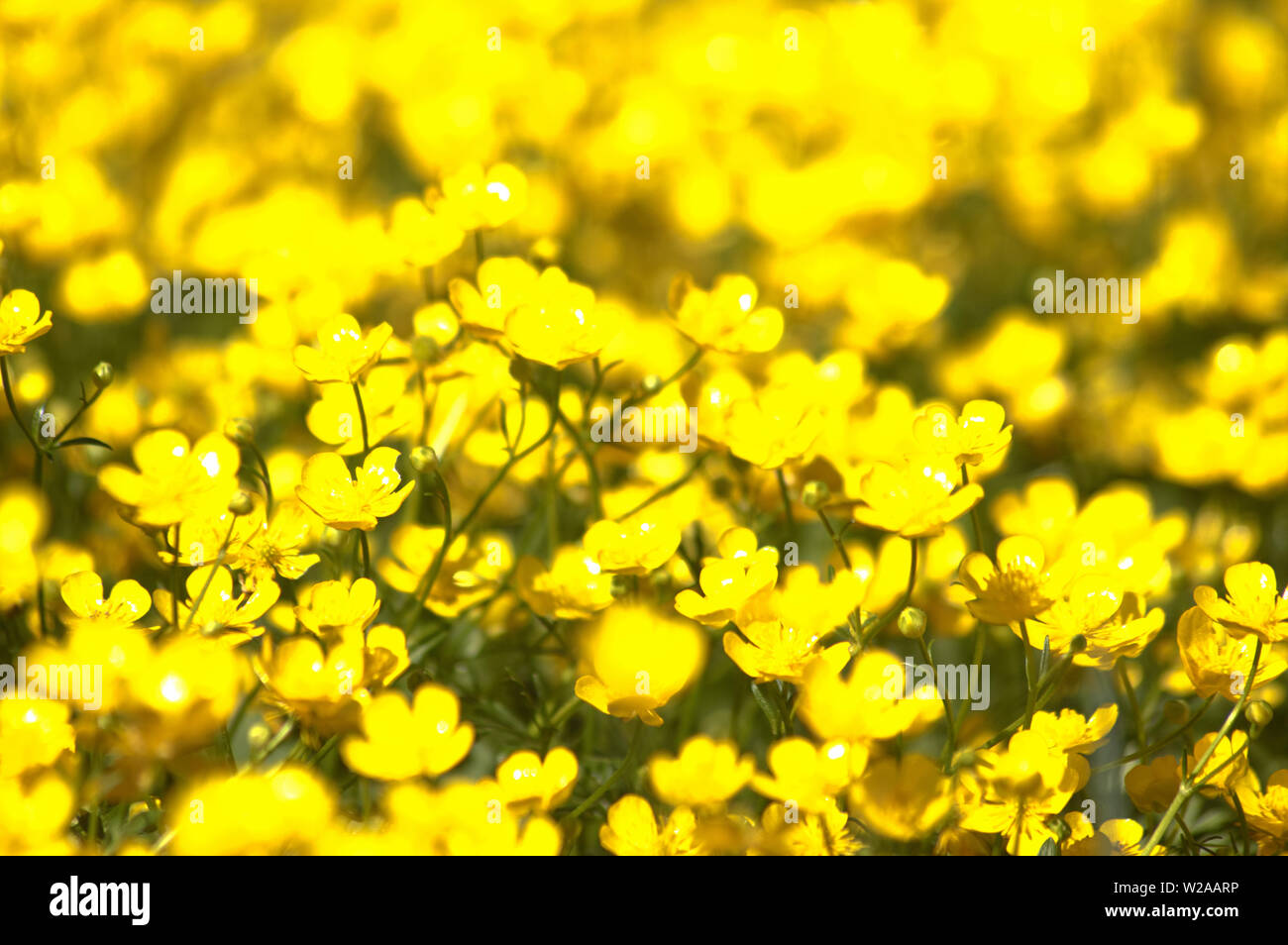 Yellow flowers field hi-res stock photography and images - Alamy