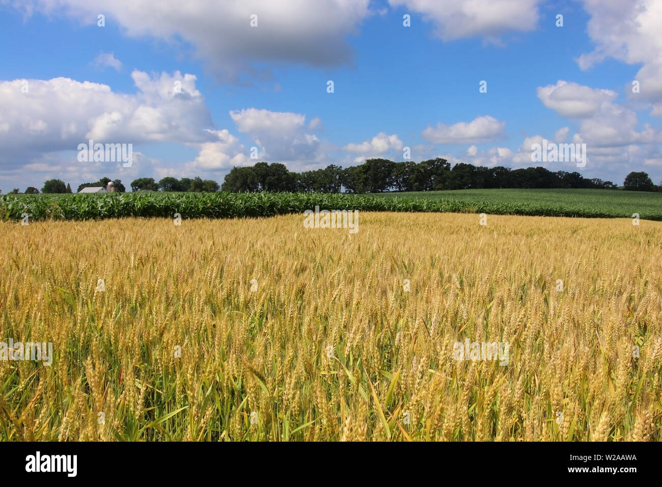 Rural landscape with riping wheat field on a foreground. Beautiful summer countryside nature background, Wisconsin, Midwest USA. Harvest concept. Stock Photo