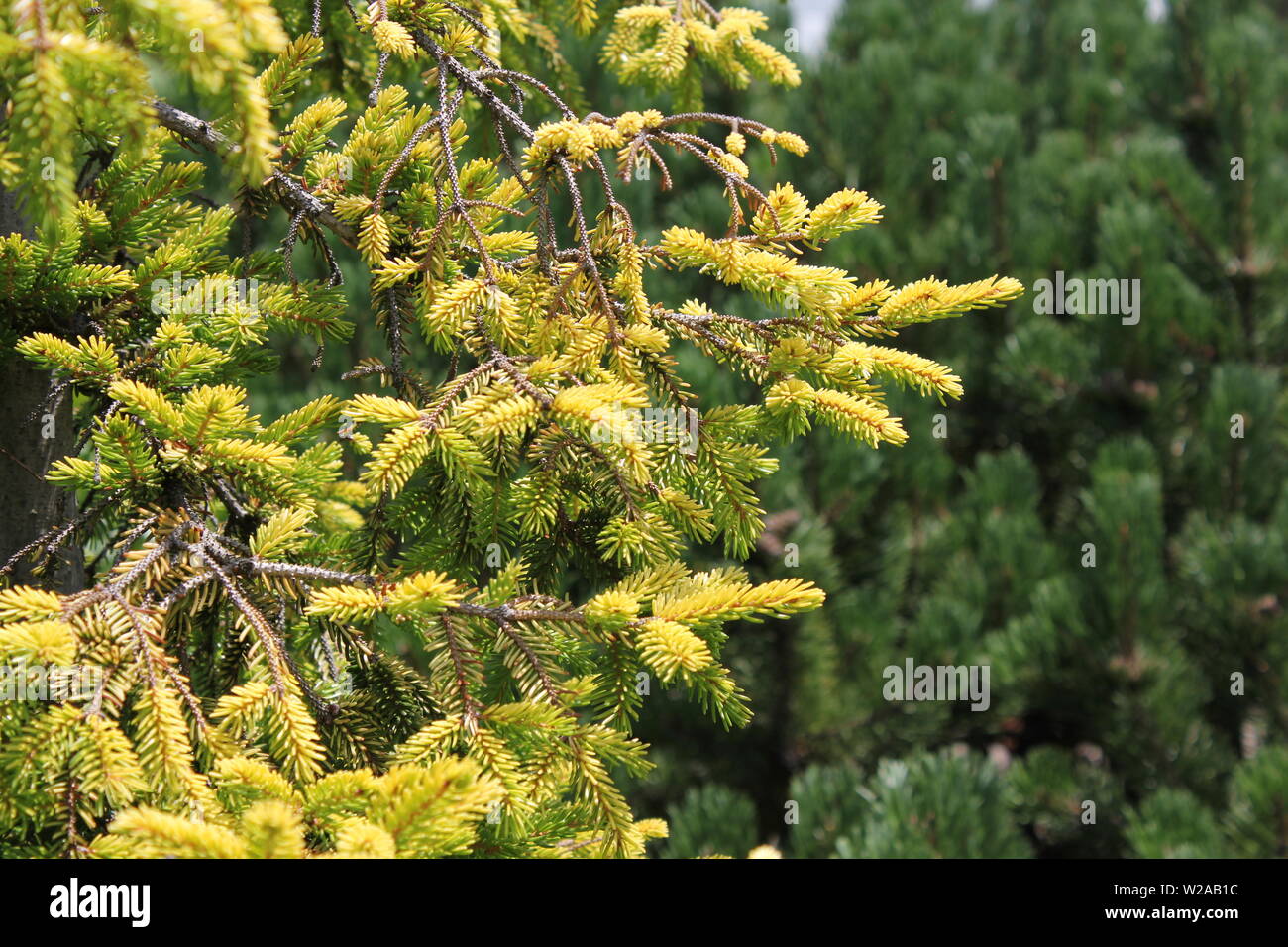 Green pine tree growing in the summer sun Stock Photo Alamy
