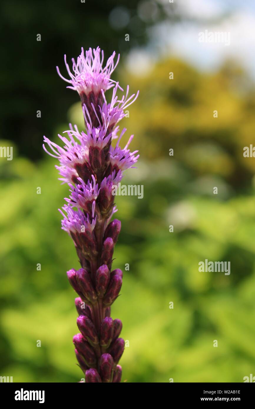 Beautiful lilyturf spicata, creeping lilyturf, creeping liriope, lilyturf, and monkey grass Stock Photo