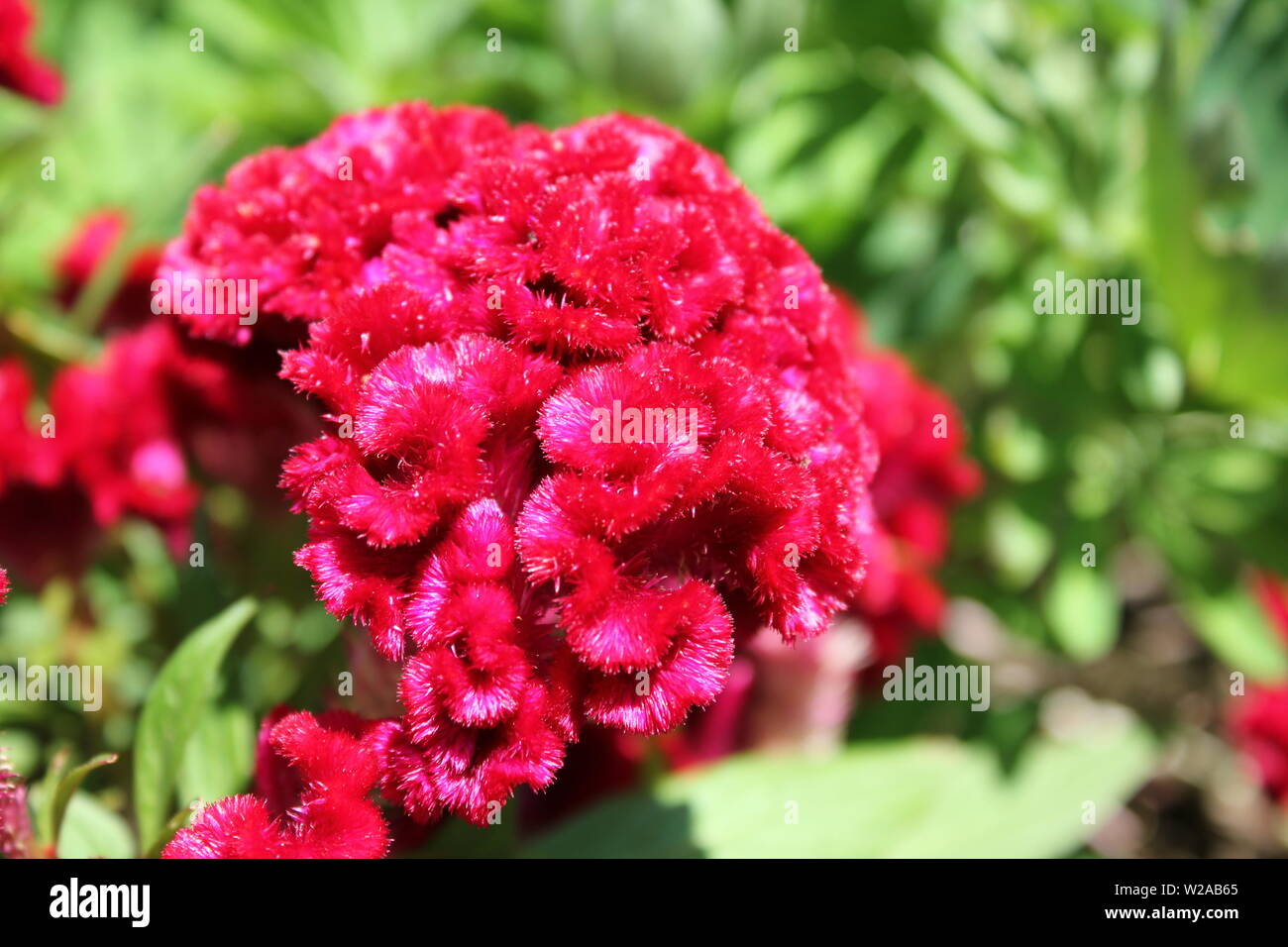 Beautiful red fuzzy crested cockscomb, Celosia argentea var. cristata, growing in a garden in the bright summer sun. Stock Photo