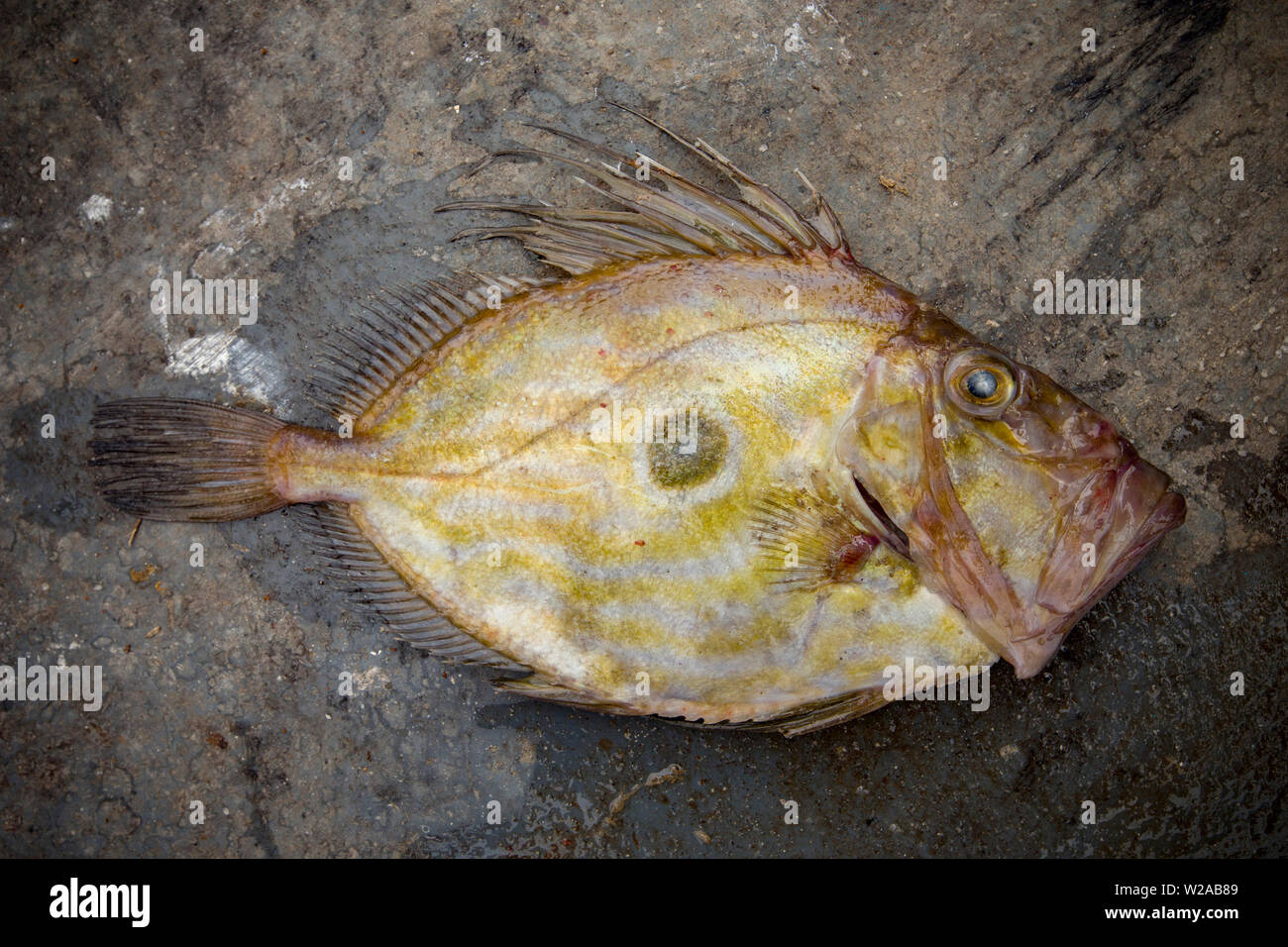 A John Dory, Zeus Faber, that was caught in the English Channel. The John Dory is also known as