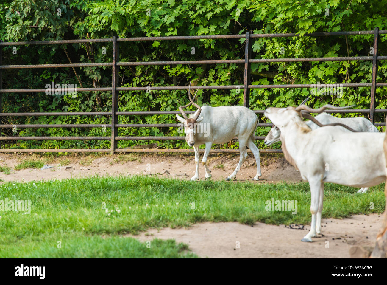 Wild white goats zoo hi res stock photography and images Alamy Wild white goats zoo hi res stock photography and images Alamy