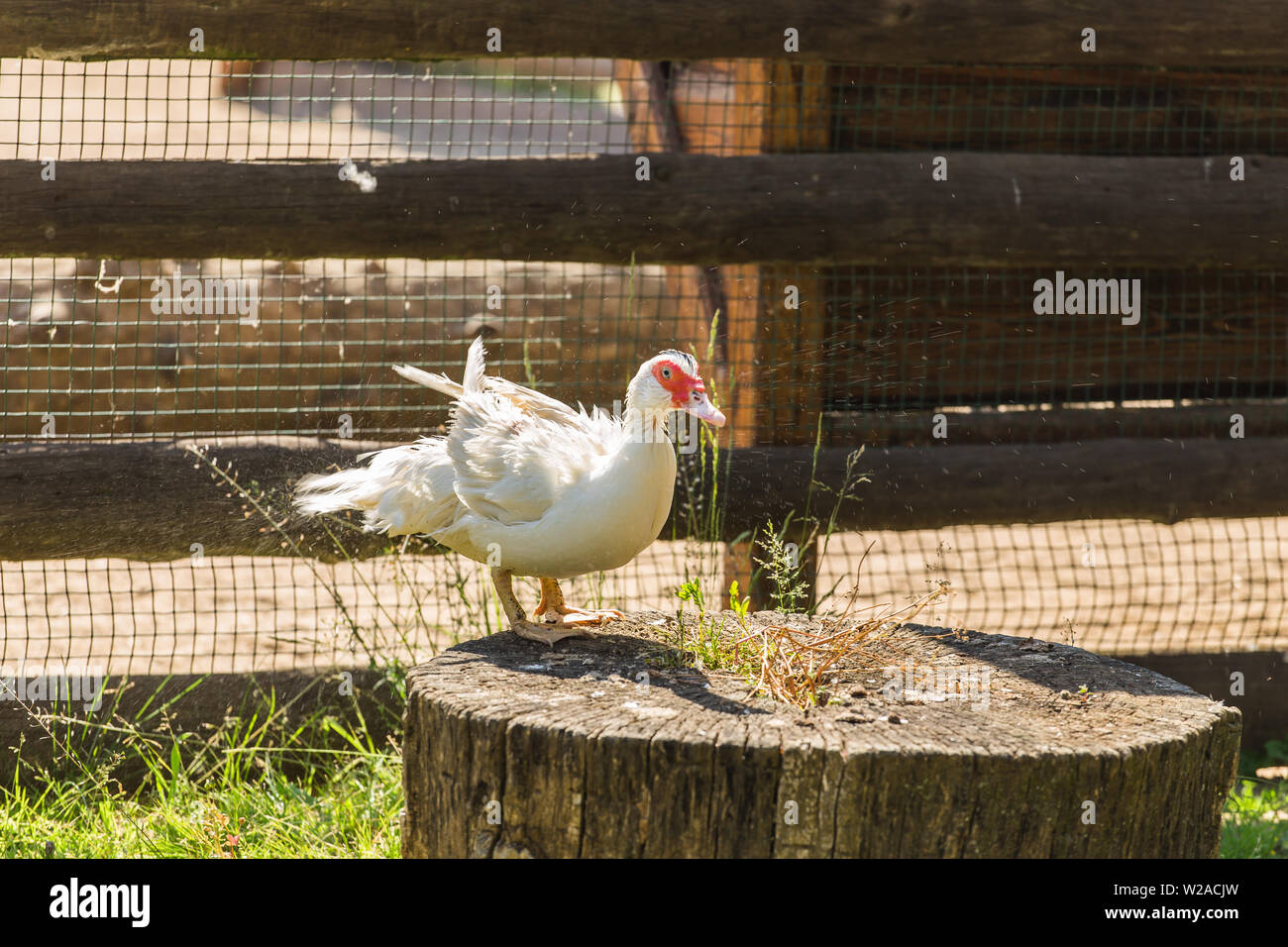 Wild goose. The concept of animal life in the farm Stock Photo