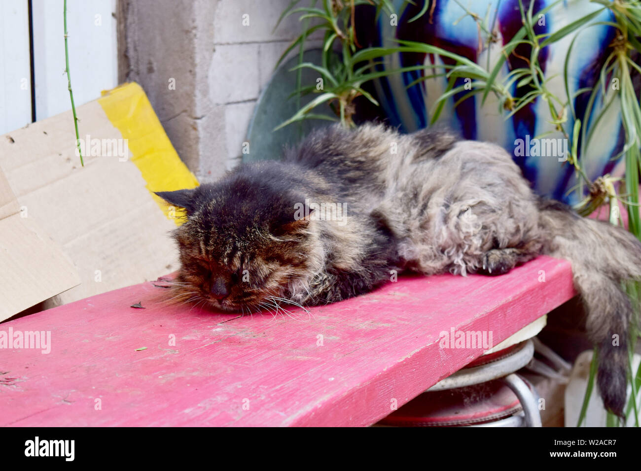 Sleeping cat Stock Photo