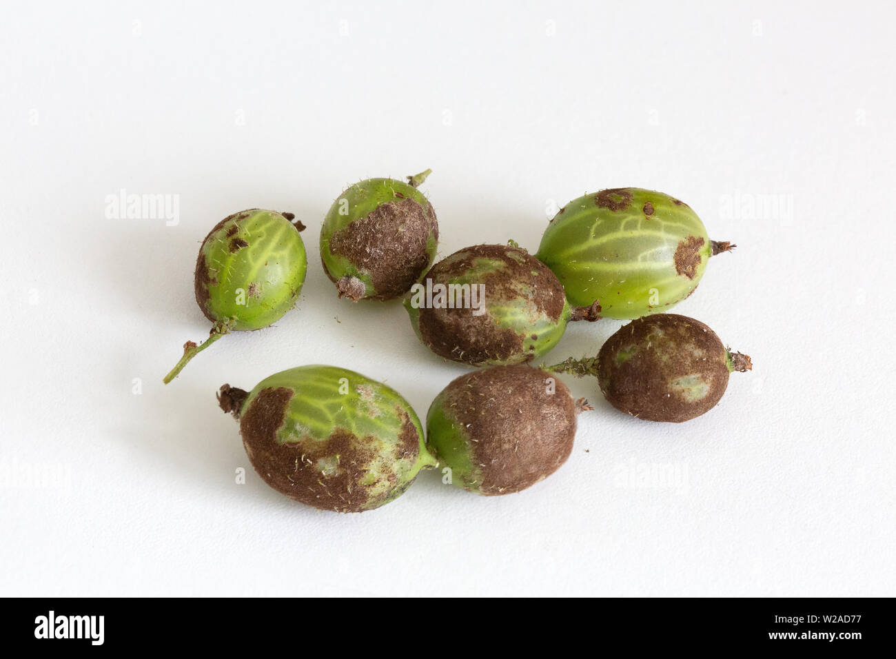 American gooseberry mildew, by the fungus Sphaerotheca mors-uvae, causes brown patches on gooseberries due to the fungal infection of the fruit; UK Stock Photo