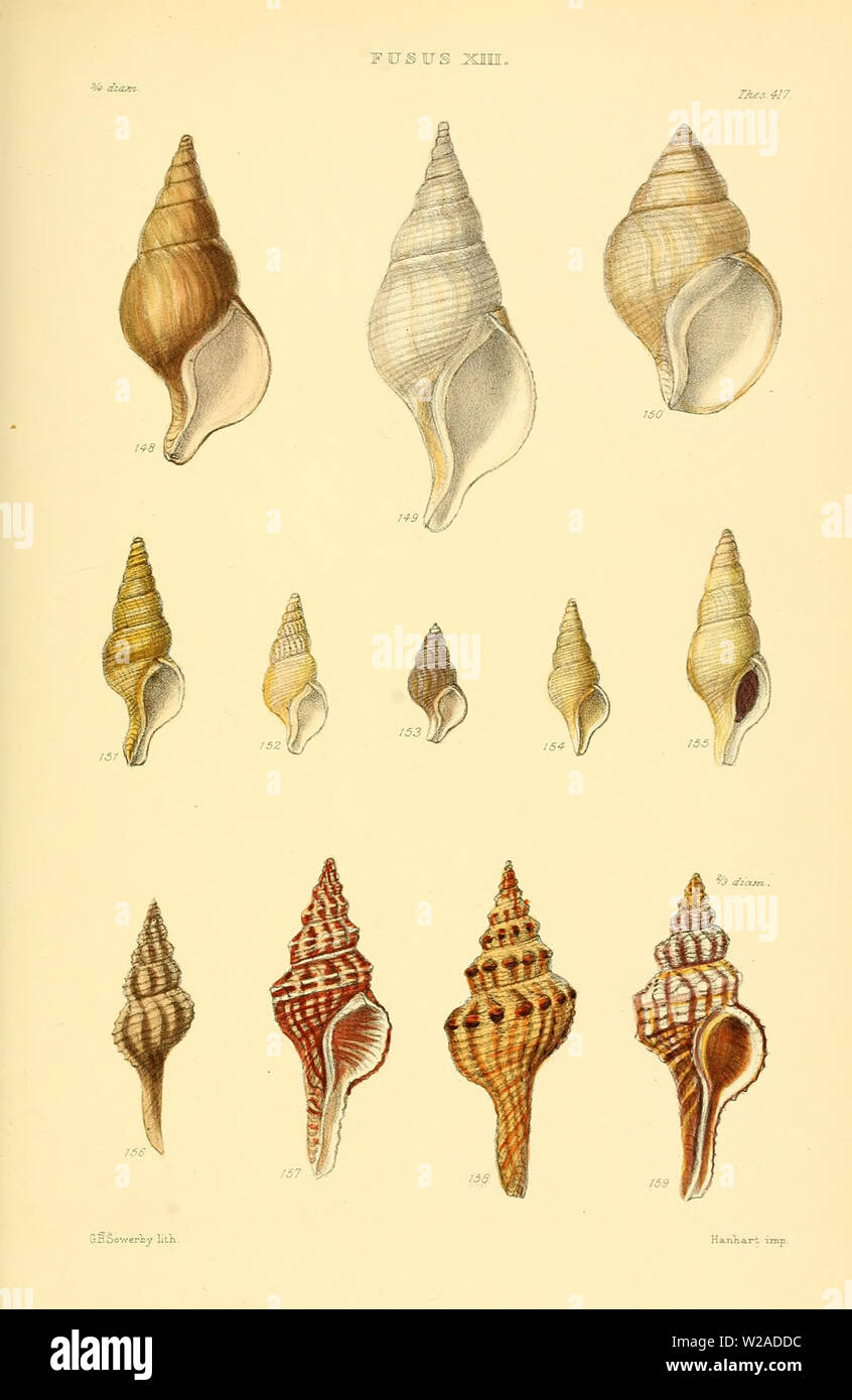 Beautiful vintage hand drawn illustrations of shells and conchs from ...