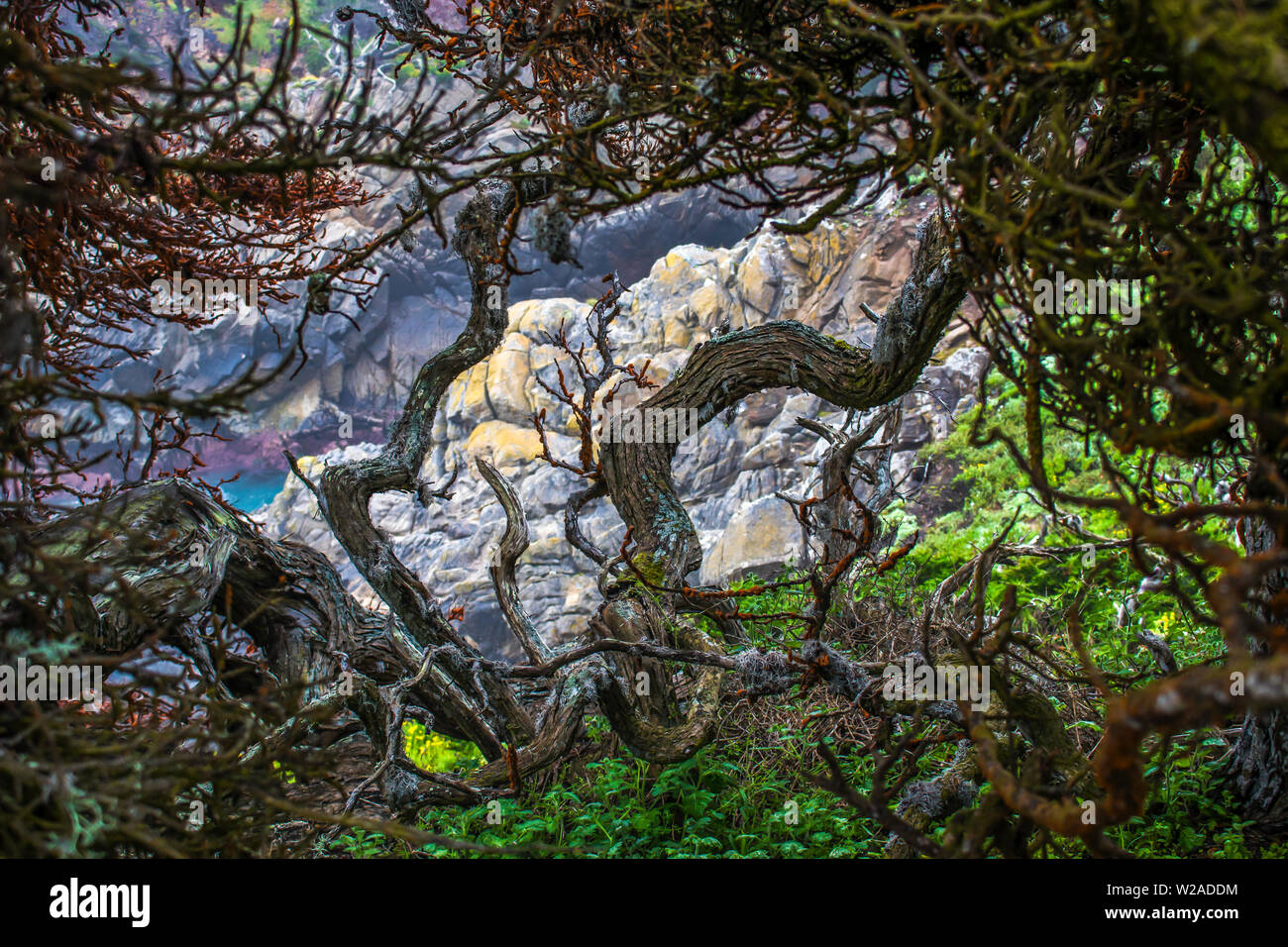 Twisted bark from Cypress trees in colorful scene with rocks foliage and ocean. Stock Photo