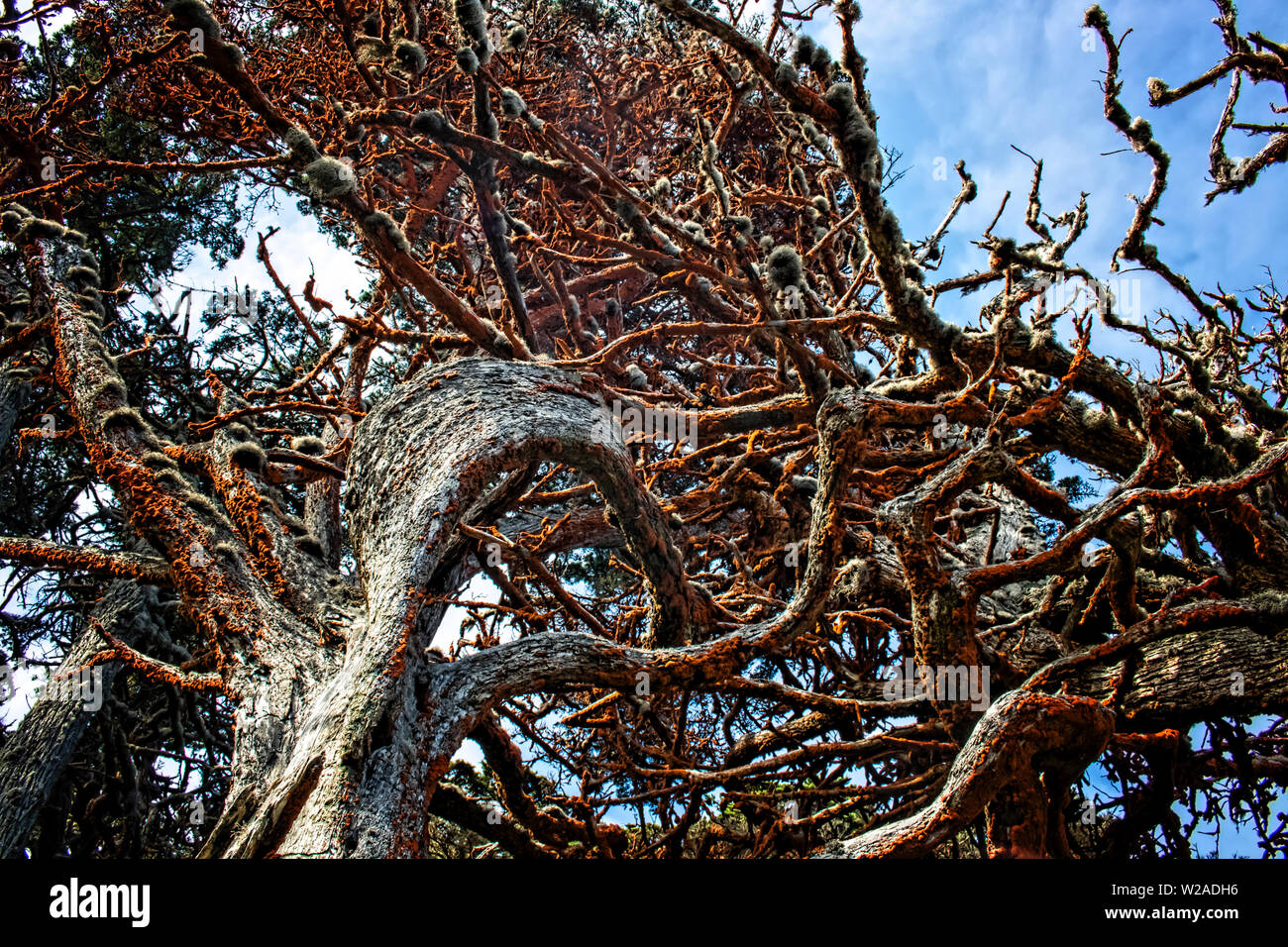 Monterey Cypress Tree twists skyward with white trunk and red limbs in California. Stock Photo