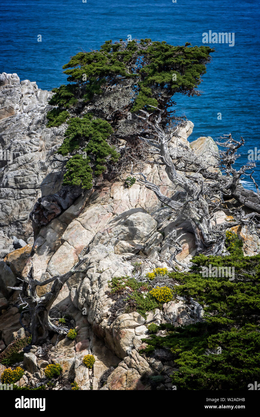 Monterey Cypress tree grows from rocky cliff with ocean in background in California. Stock Photo