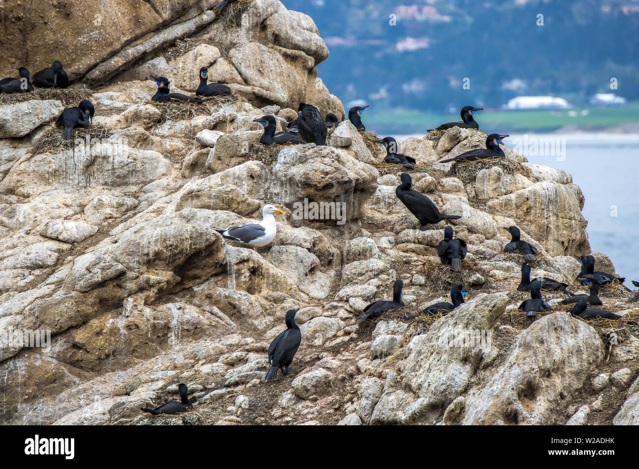 Single sea gull standing among colony of Brandt’s Cormorant sea birds sitting on their nests off the coast of Monterey, California. Stock Photo