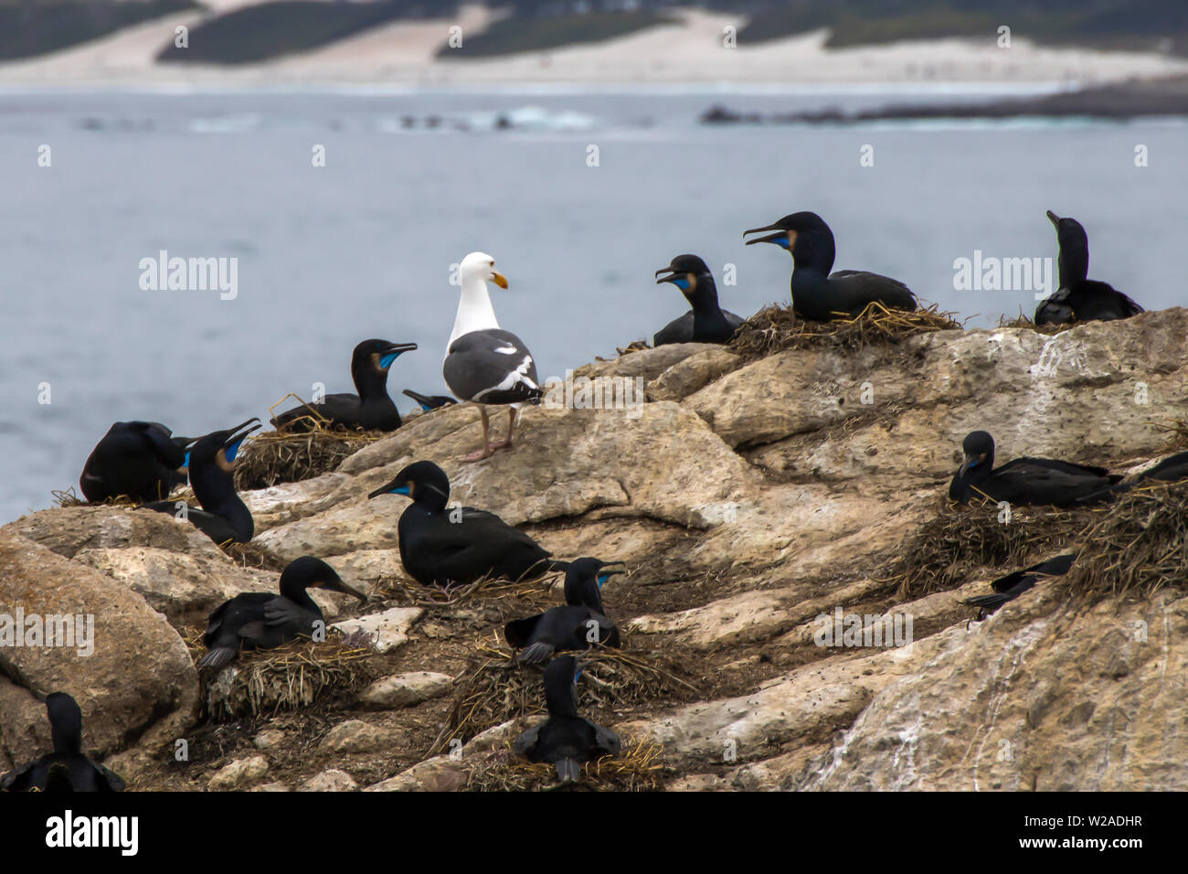 Single Seagull stands among nests of Brandt’s Cormorant sea birds as they all stare at each other. Stock Photo