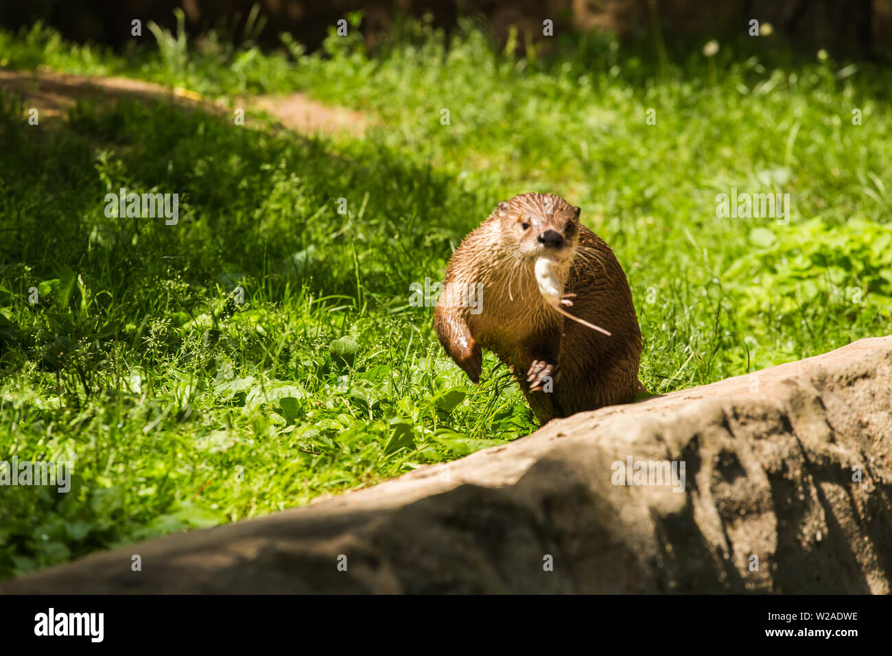 Close up wet mouse sitting hi-res stock photography and images - Alamy