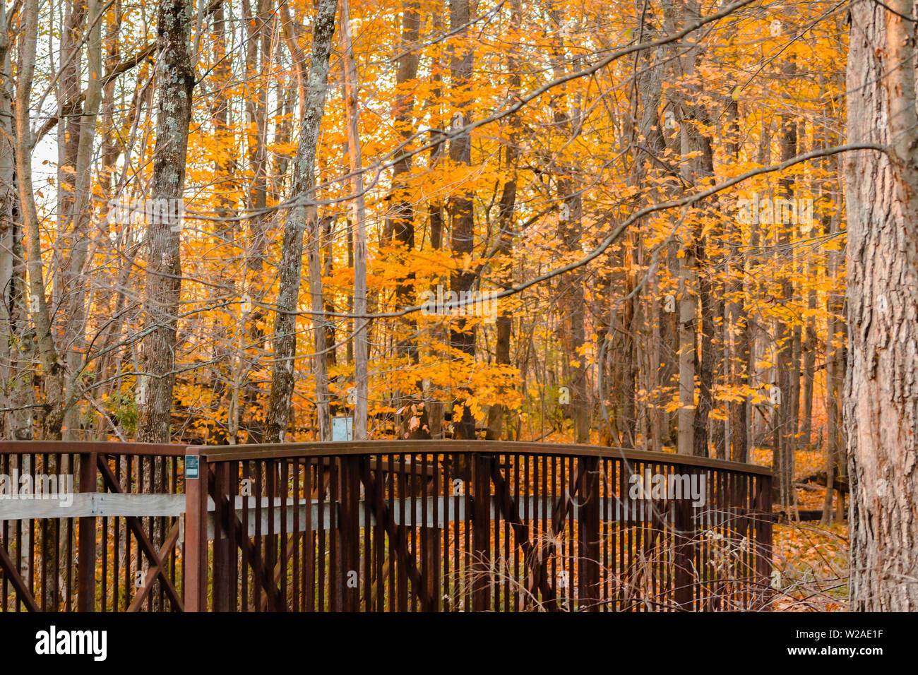 Bridge along a nature trail in the fall Stock Photo - Alamy