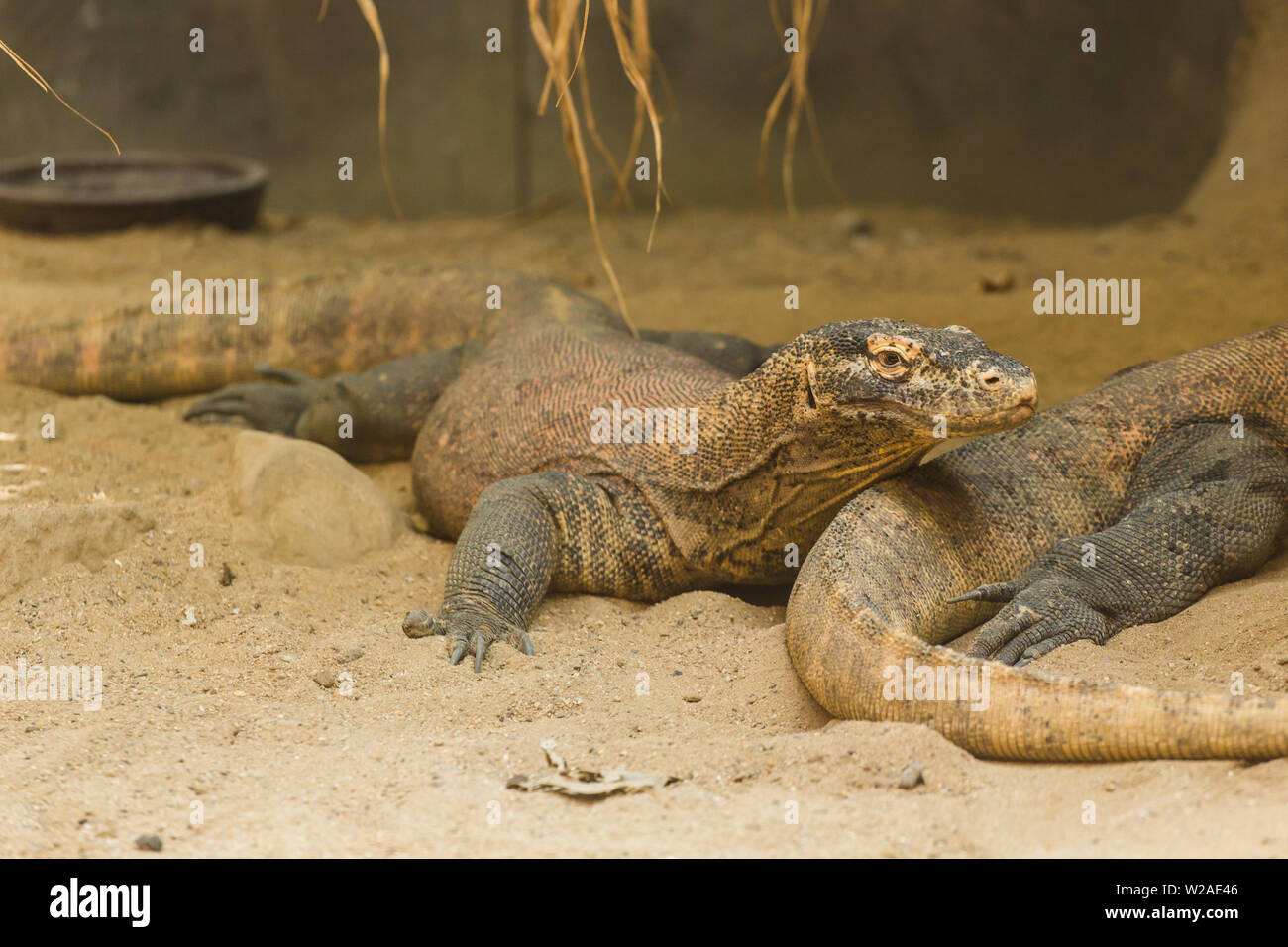 Two lizards are resting on the sand and enjoying a warm summer day