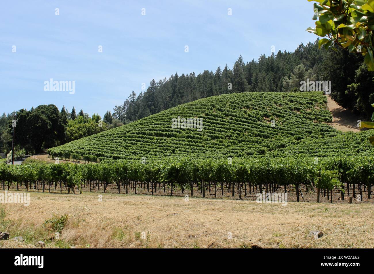 Flora Springs Estate Winery, Rutherford, Napa, California Stock Photo