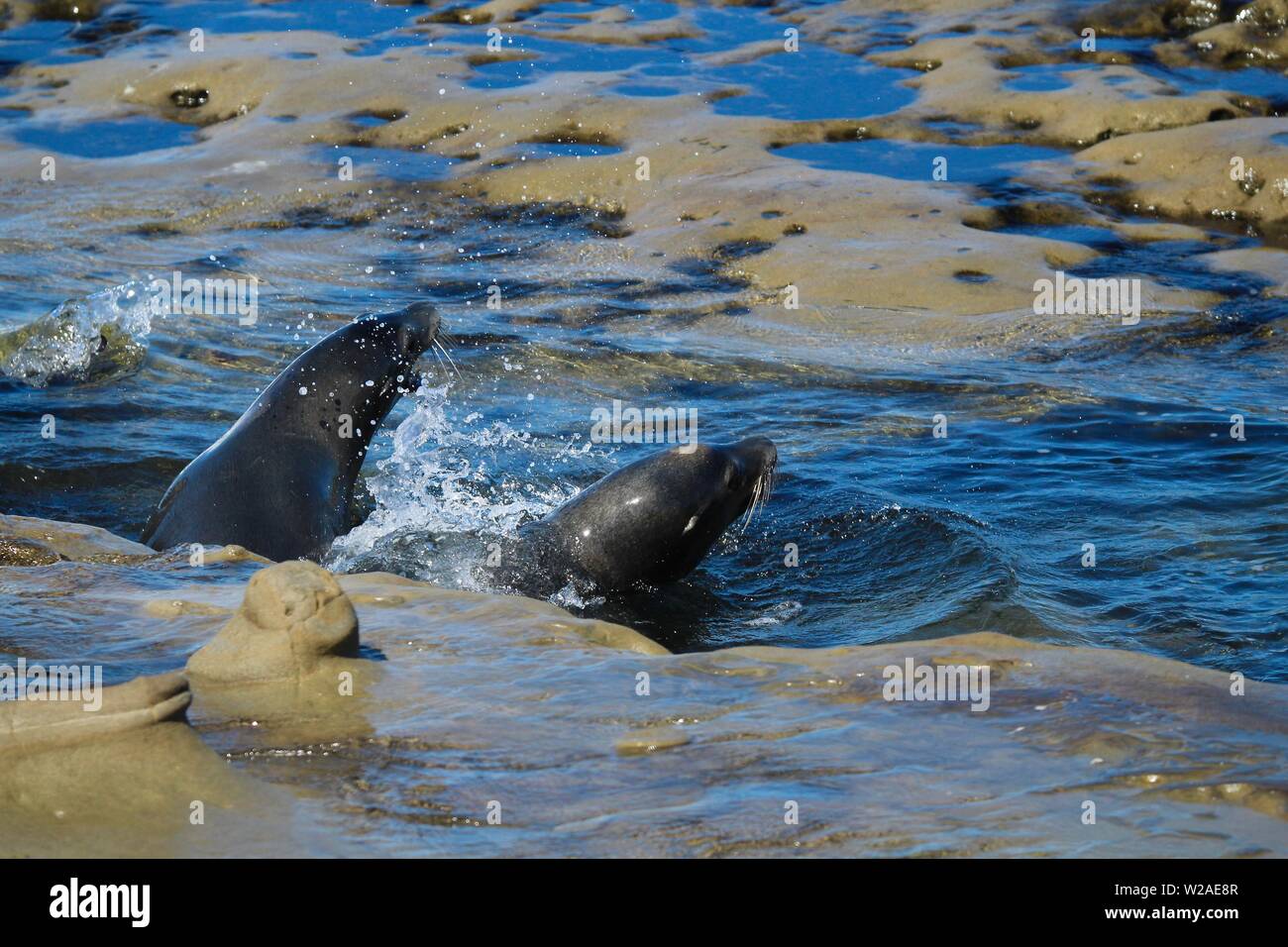 wild Sea Lions in La Jolla, San Diego, California Stock Photo