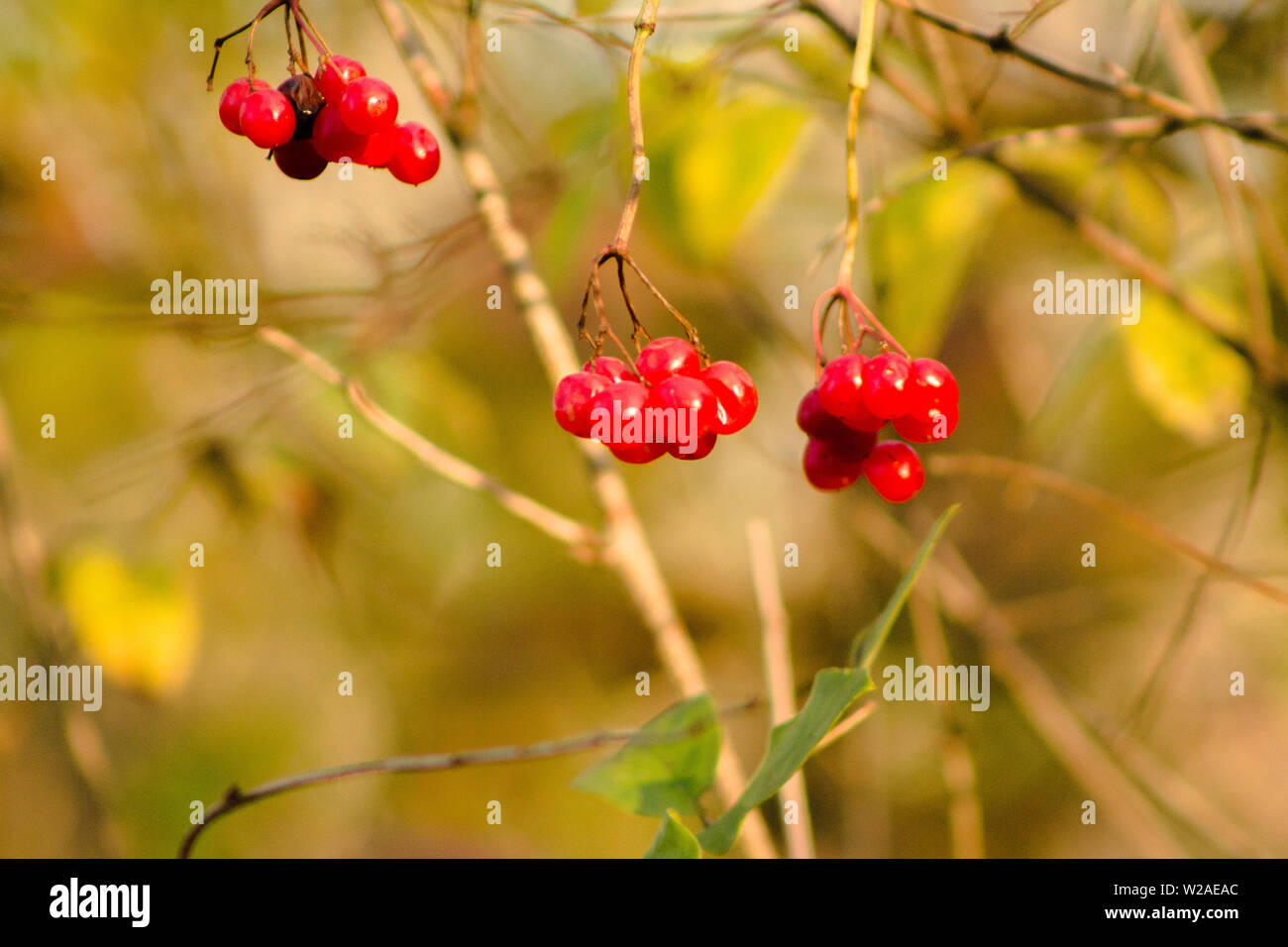 Berries growing in the forest hi-res stock photography and images - Alamy