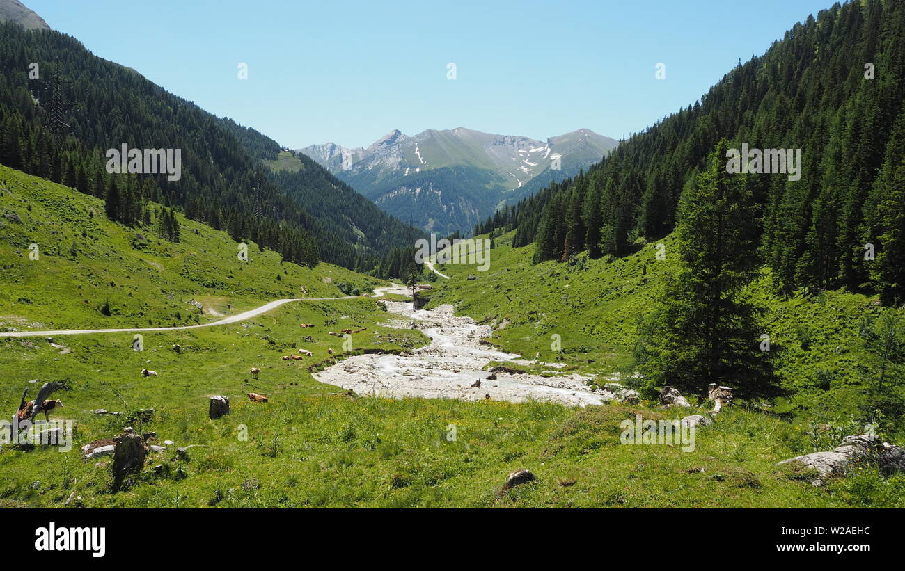 Panoramic view in a valley with mountain forrest scenery and cows in the Alps on a sunny day with blue sky, in Radstaedter Tauern, Niedere Tauern, Aus Stock Photo