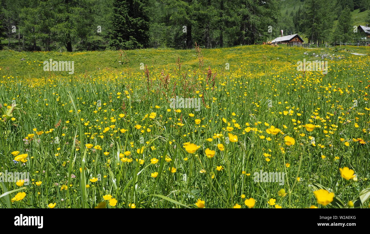 Ranunculus acris meadow buttercup, tall buttercup, common buttercup