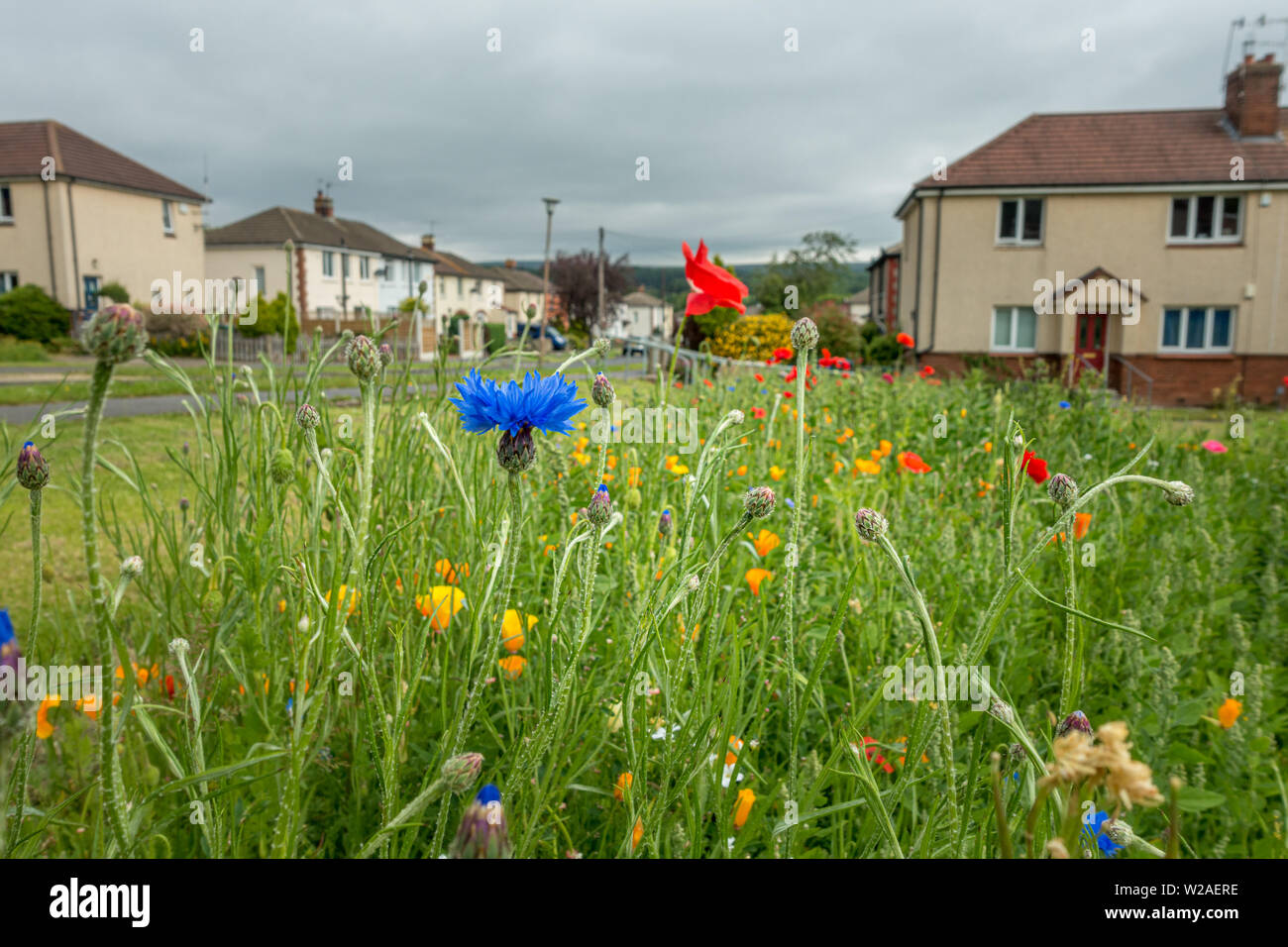 Pretty display of an annual wild flower mix attracting bees in particular, planted in the middle of a housing estate in Ilkley, West Yorkshire, UK Stock Photo
