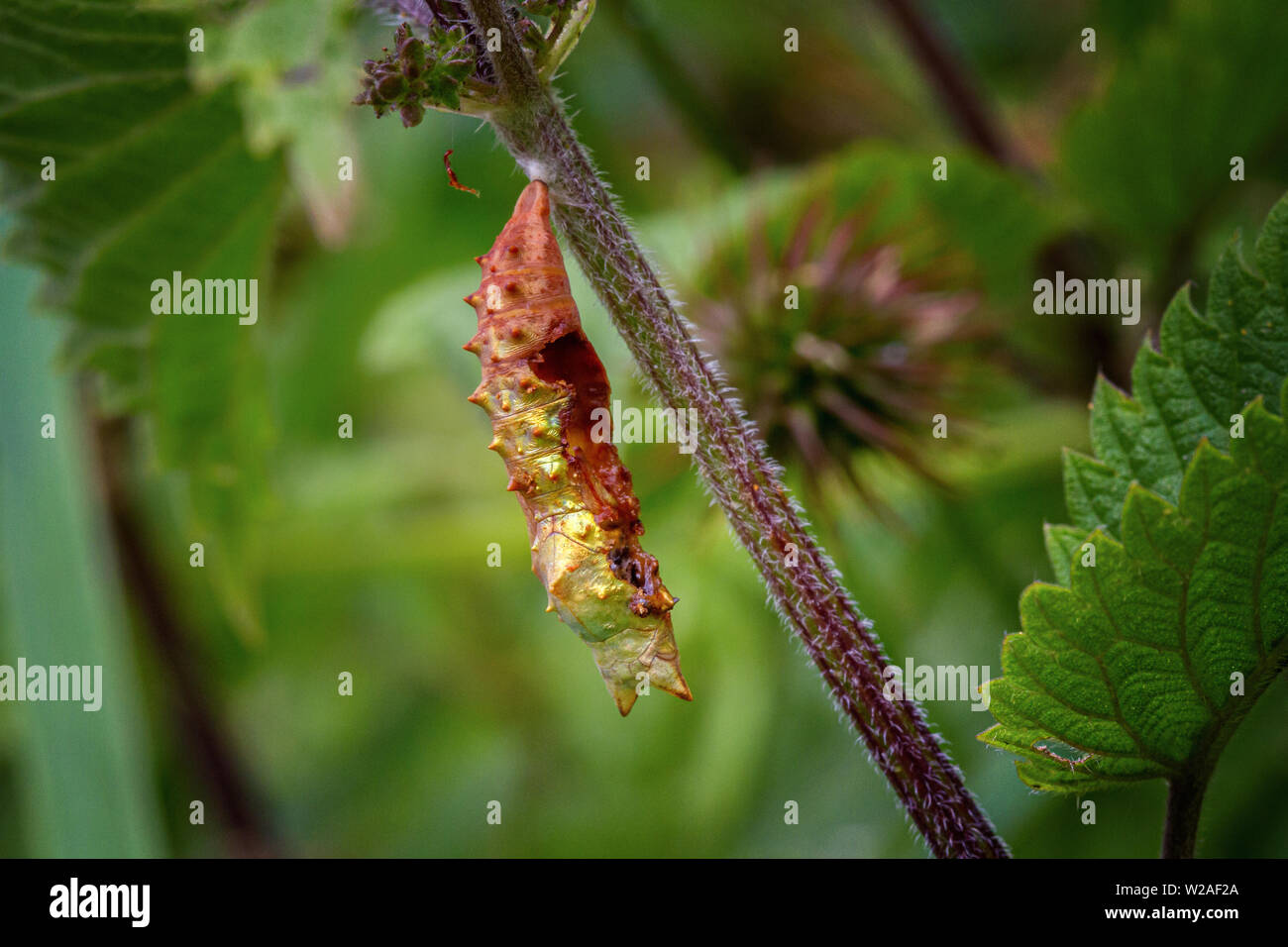 Uk wildlife: Peacock butterfly pupa after about nine days - open, possibly parasitised Stock Photo