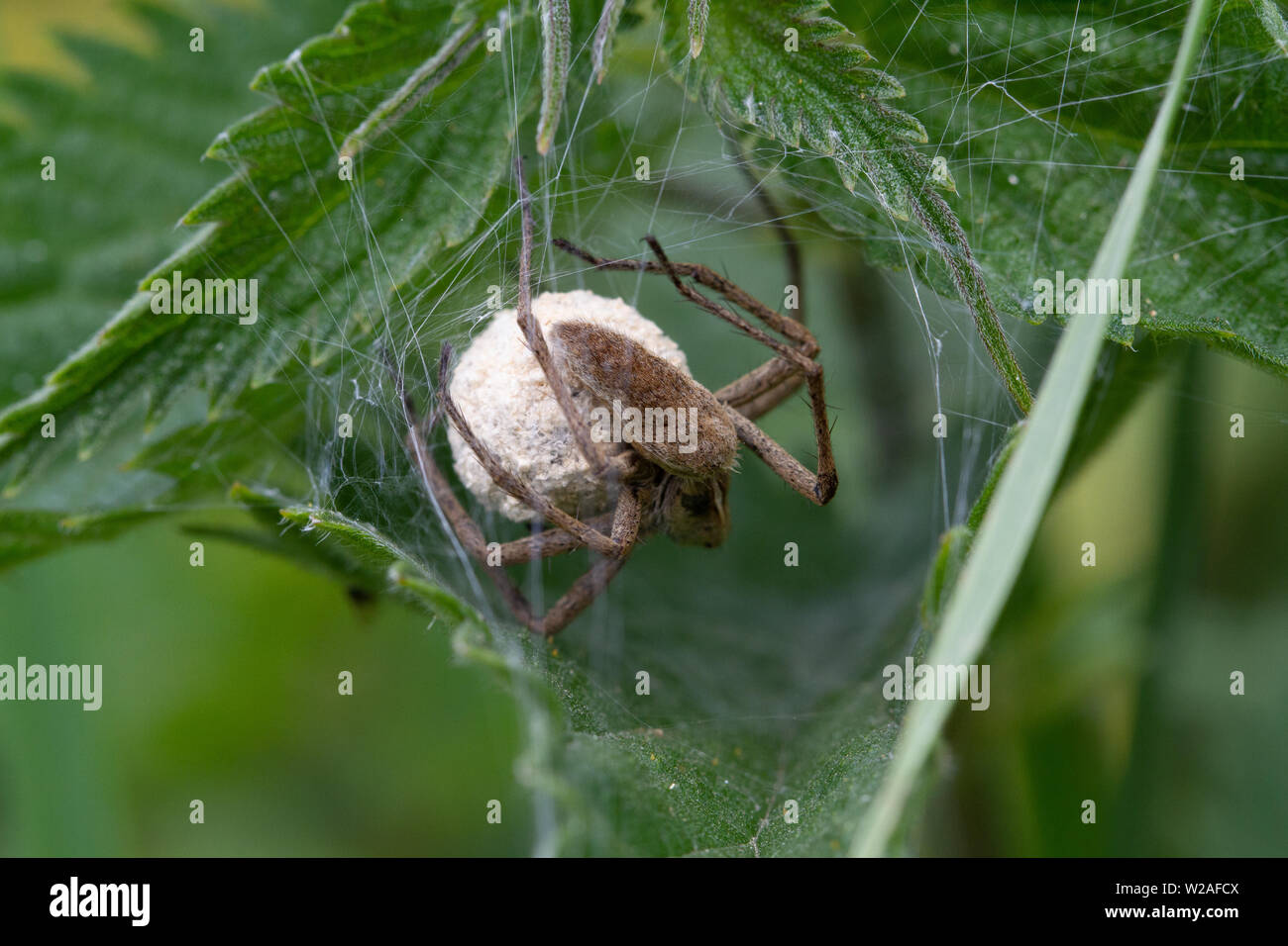 UK wildlife: Female nursery web spider protecting an egg sac from inside a web Stock Photo