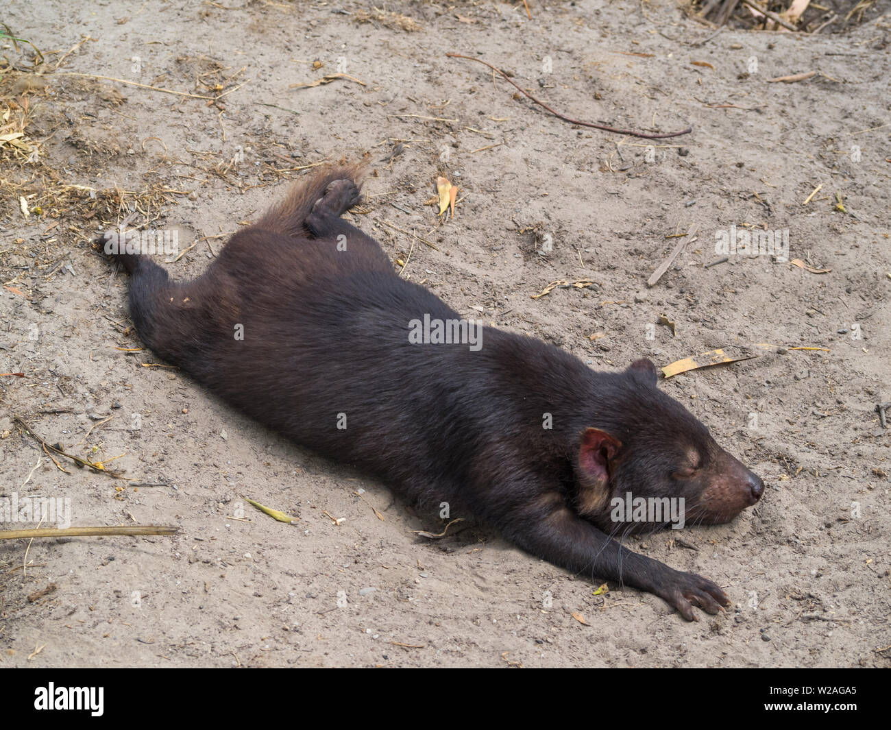 Resting Tasmanian Devil Stock Photo