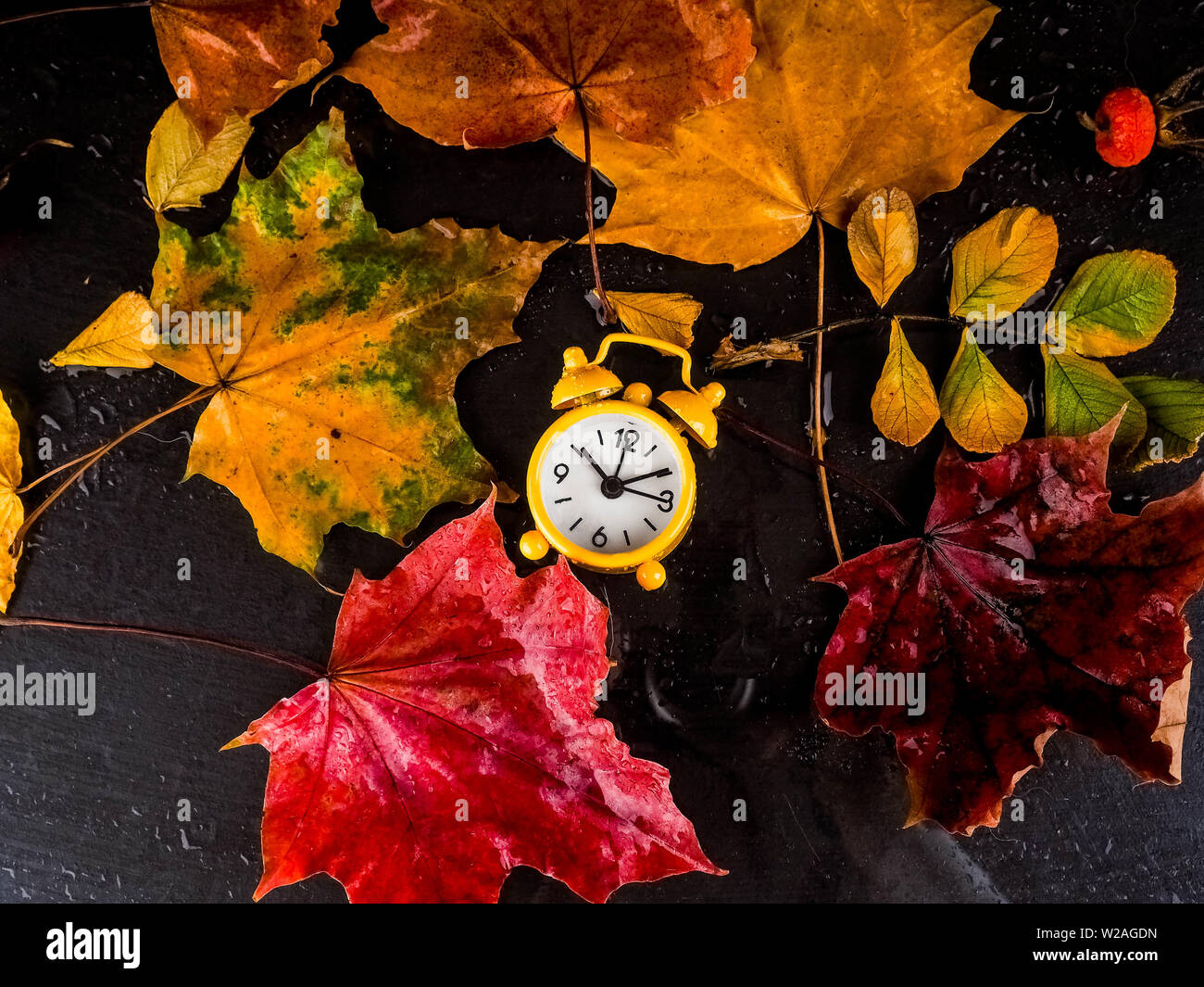 Dry maple leaf drops hi-res stock photography and images - Alamy