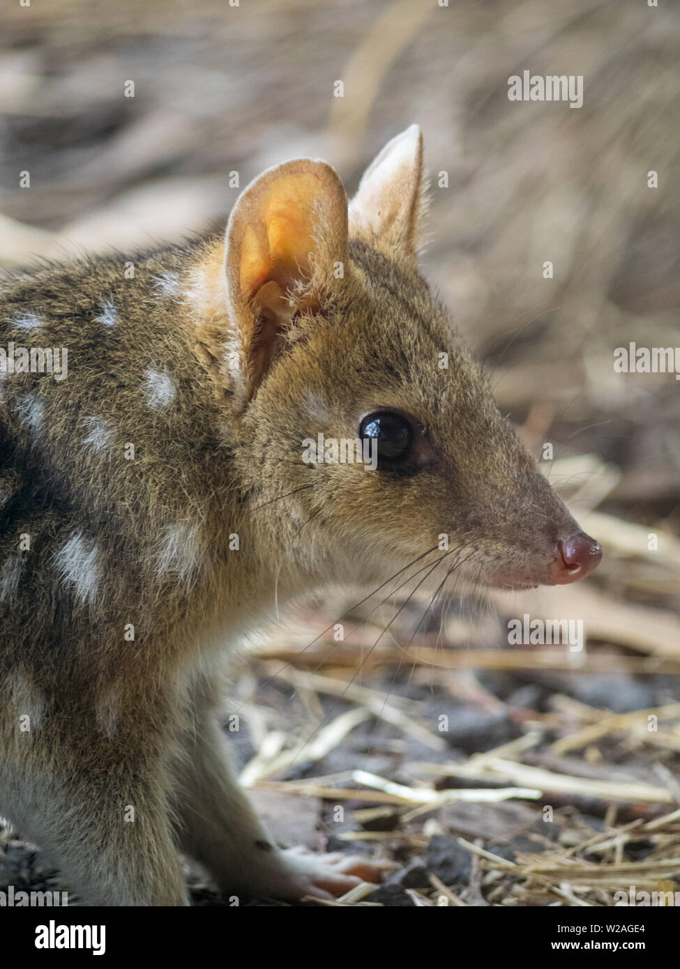 Eastern quoll head close-up Stock Photo