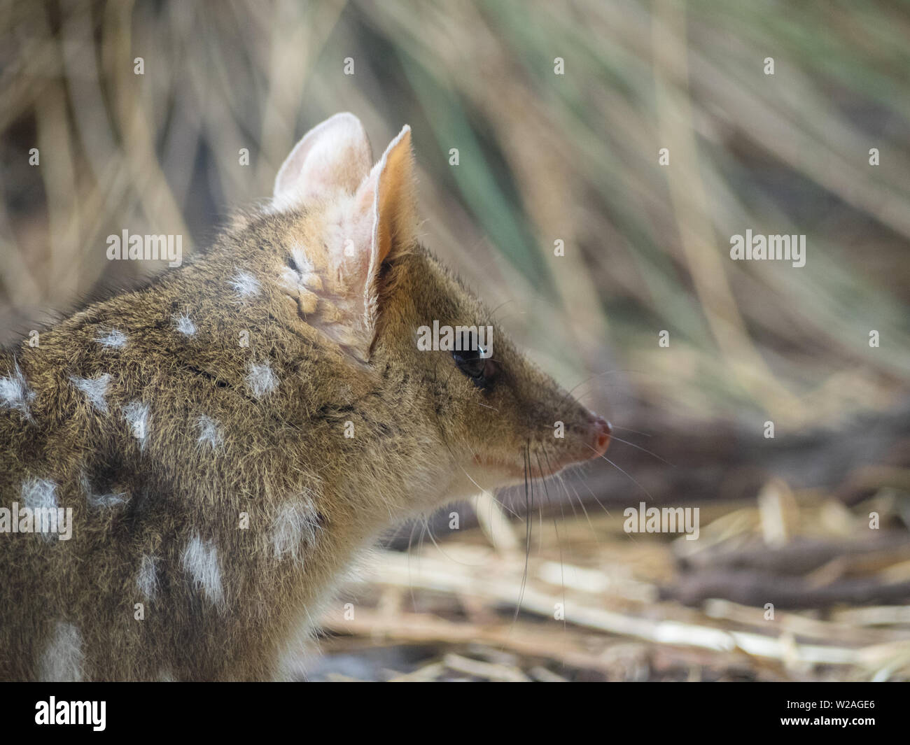Eastern quoll head close-up Stock Photo