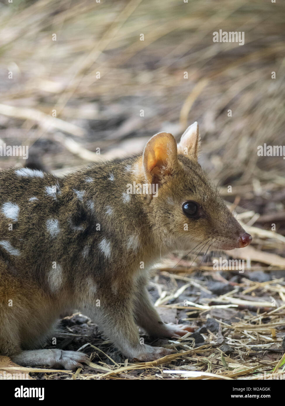 Eastern quoll Stock Photo