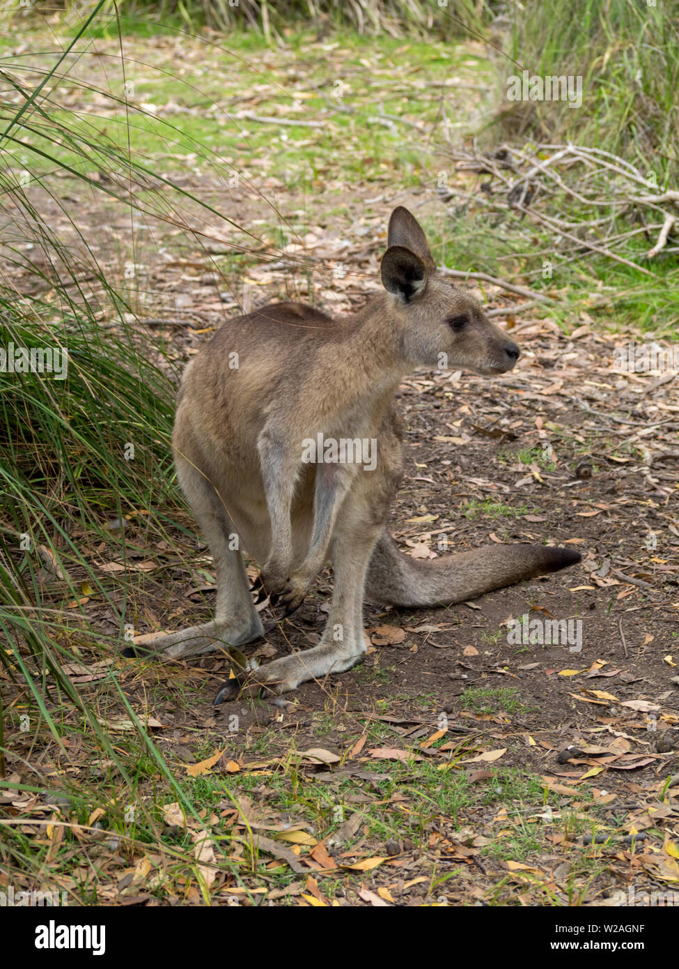 Forester kangaroo eastern grey hi-res stock photography and images - Alamy