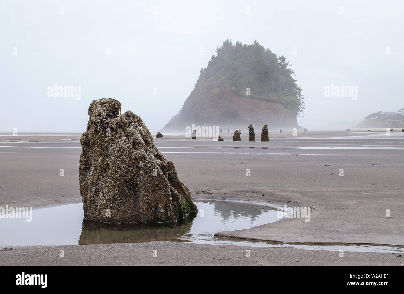 Neskowin, Oregon - The Neskowin Ghost Forest is a strange formation of petrified trees that have sunk below the surface level of the tide. Stock Photo