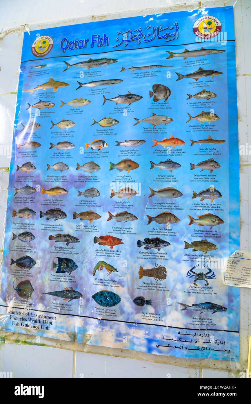 Al Khor, Qatar - February 23, 2019: Poster of fish of Qatar. Books on Fishes on Indian Ocean. An infographic of Qatar fish at Al Khor. Scientific name Stock Photo