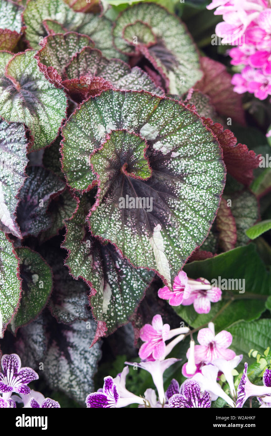 Tinkertech Begonia Leaf Stock Photo