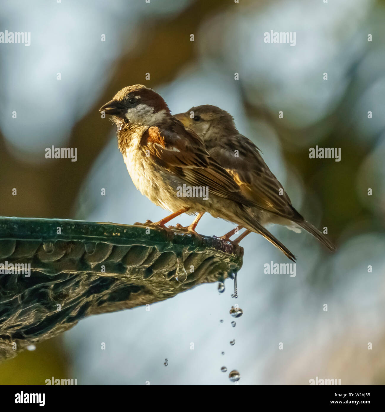 My Image 10
