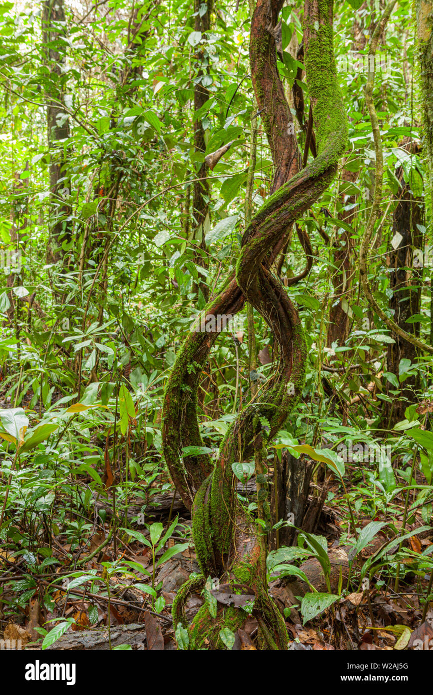 Vine plant in rainforest Borneo Malaysia Stock Photo Alamy