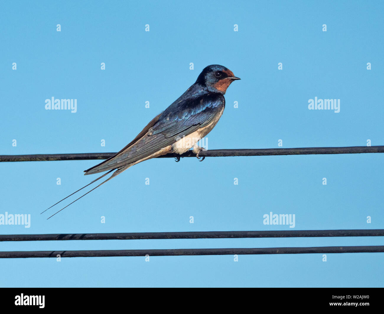 Male Barn Swallow (Hirundo rustica) perched on phone wires, Cambridgeshire, England, UK Stock Photo