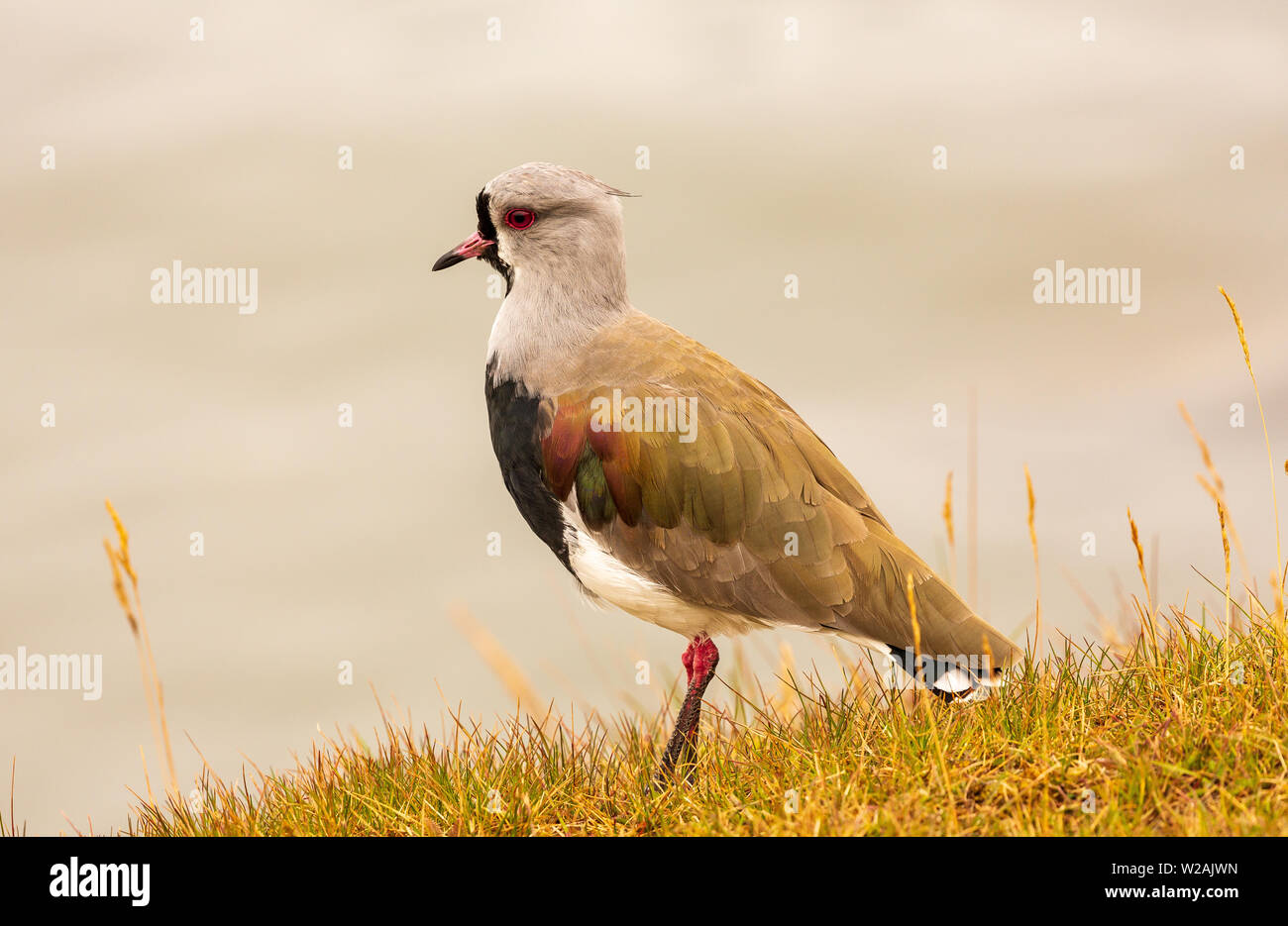 southern lapwing on the shoreline in the port of Ushuaia the capital of Tierra del Fuego in Argentina embarkation port for Antarctic & Falkland cruise Stock Photo