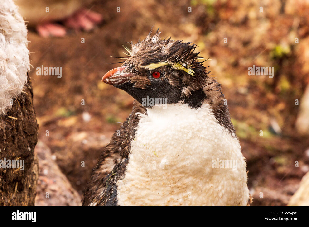 a rockhopper penguin on the Falkland islands has just vigorously shaken its head and its crested feathers look like they have been hair gelled Stock Photo