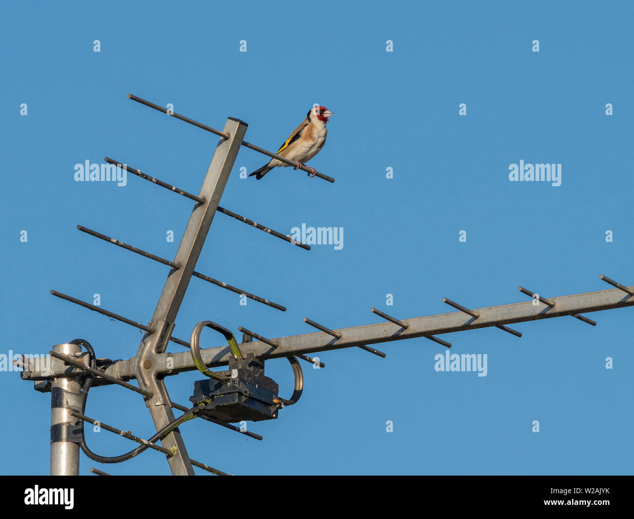 Singing Goldfinch (Carduelis carduelis) perched on a TV aerial, Cambridgeshire, England, UK Stock Photo